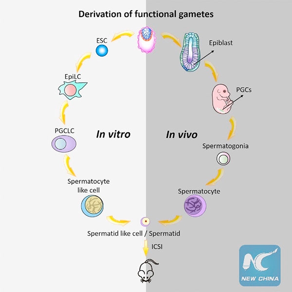 '시험관'에서 난자·정자를 만들었다