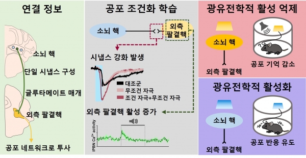 공포기억을 조절하는 신경회로 규명