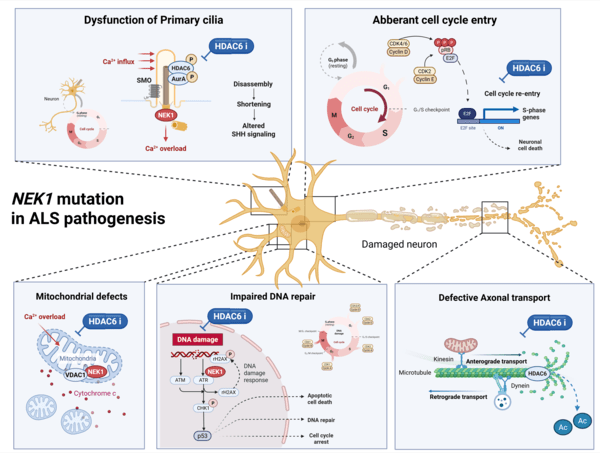 근위축성 측삭경화증의 발병 기전에서 NEK1 돌연변이가 미치는 영향.(사진 제공=한국연구재단)