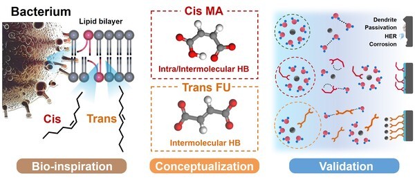 자연모방을 통해서 입체이성질체인 트랜스 푸마르산과 시스 말레산의 용매화 구조와 계면 제어에 의한 비가역 반응에 대한 효과를 보여주는 모식도.(사진 제공=한국연구재단)