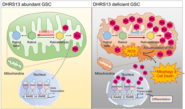 DHRS13 발현 억제 시 뇌종양줄기세포의 운명 변화 과정(사진 제공=한국연구재단)