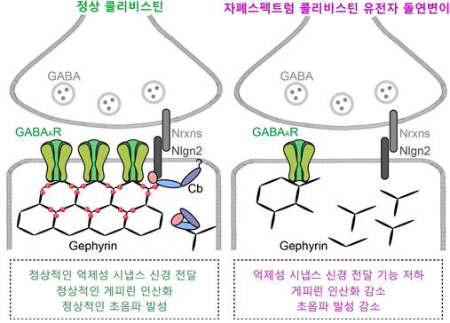 억제성 시냅스 조직에서 콜리비스틴의 분자적 역할 모식도 (사진=DGIST)
