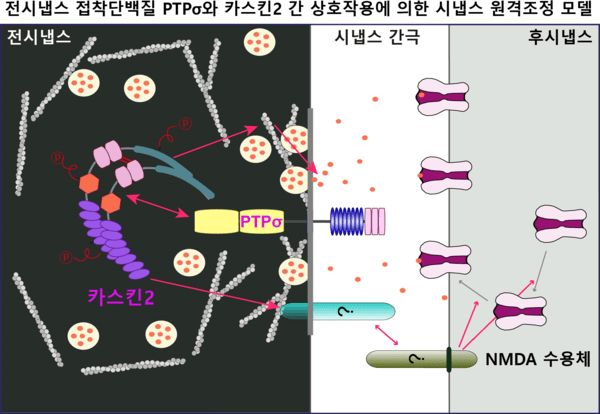카스킨2 단백질이 전시냅스 접착단백질 PTPσ에 의한 탈인산화에 의해 후시냅스 글루타메이트 NMDA 수용체 기능을 조절하는 분자 모델(사진 제공=DGIST)