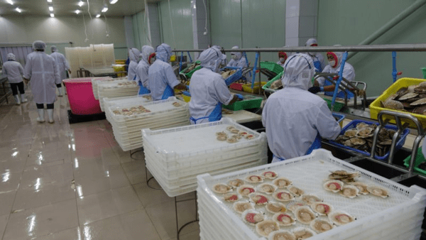 태국 현지 공장에서 일본산 가리비를 손질하는 모습 (사진=부산본부세관)